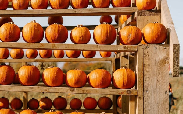 Best Pumpkin Picking in Northumberland: Why Families Love Brocksbushes
