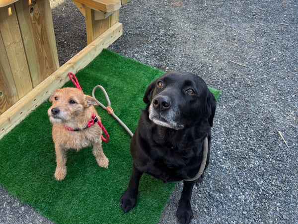 Dog Friendly Dining Area now OPEN!
