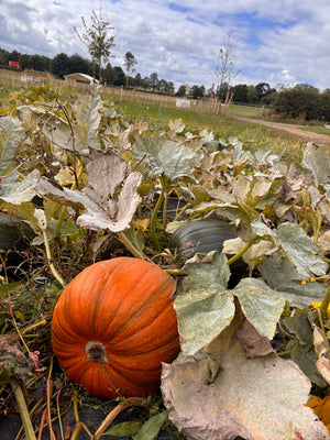 How to Get to Brocksbushes Pumpkin Patch