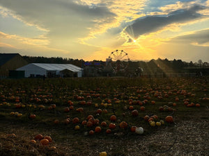 Twilight Pumpkin Experience at Brocksbushes: Your Perfect Autumn Friday Night