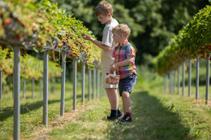 Home Grown Fruit to Pick